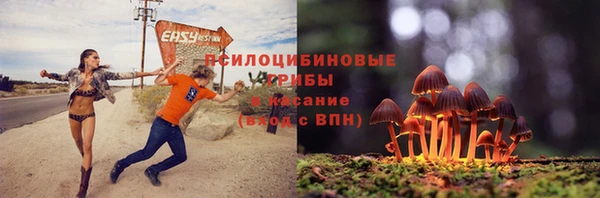 шишки Арсеньев